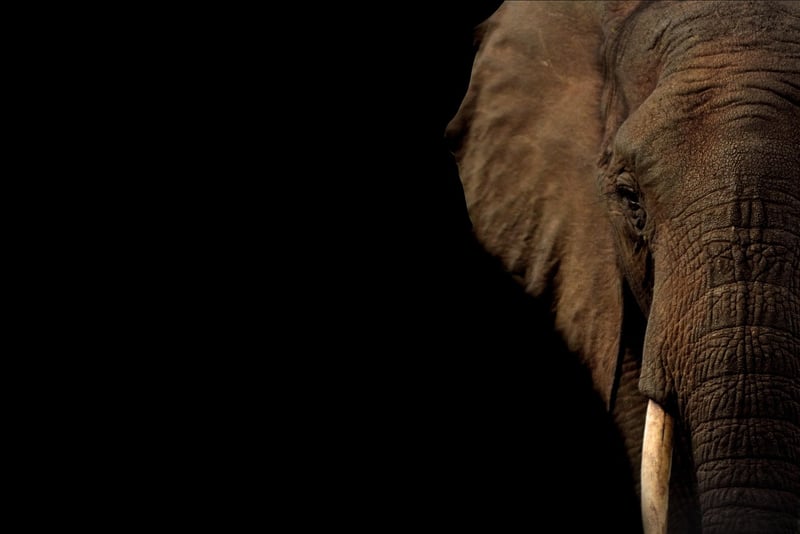 Thai Elephant